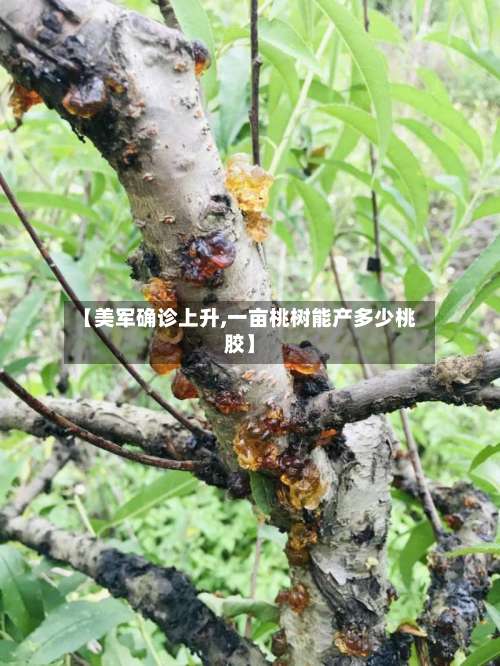 【美军确诊上升,一亩桃树能产多少桃胶】-第3张图片