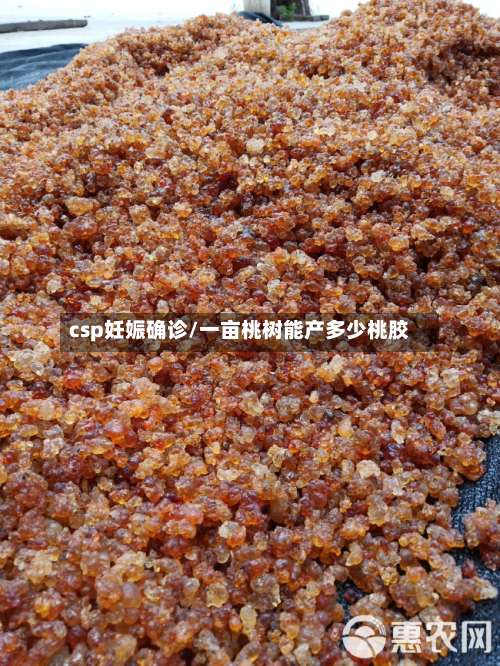 csp妊娠确诊/一亩桃树能产多少桃胶-第3张图片