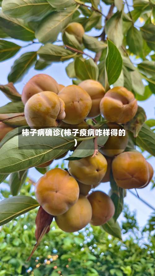 柿子病确诊(柿子疫病咋样得的)