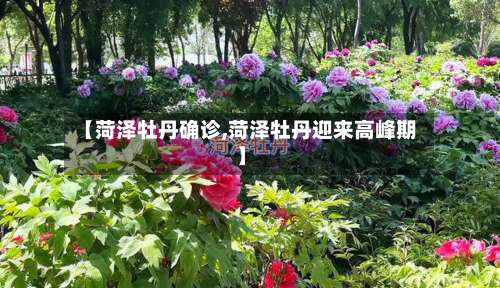 【菏泽牡丹确诊,菏泽牡丹迎来高峰期】